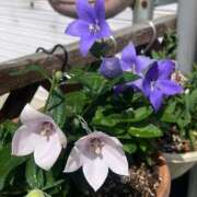 ヒメ日記 2025/10/15 16:48 投稿 もな Ace(エース)