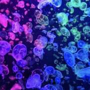 ヒメ日記 2025/10/14 08:20 投稿 きら ここ恋