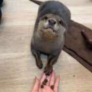 ヒメ日記 2025/11/25 06:42 投稿 神楽　紫苑 タッチVIP