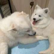 ヒメ日記 2025/12/08 07:18 投稿 神楽　紫苑 タッチVIP