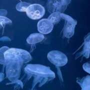 ヒメ日記 2026/02/05 20:12 投稿 神楽　紫苑 タッチVIP