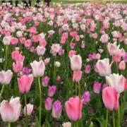 ヒメ日記 2026/02/16 07:33 投稿 神楽　紫苑 タッチVIP