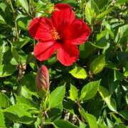 ヒメ日記 2026/01/12 11:25 投稿 さやか 横浜おかあさん