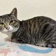 ヒメ日記 2025/12/31 21:26 投稿 桐島みれ アラフォーna奥様 アラフィフna奥様（埼玉ハレ系）