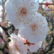 ヒメ日記 2026/02/21 10:46 投稿 柴田 久留米デリヘルセンター