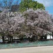 ヒメ日記 2026/04/07 11:05 投稿 柴田 久留米デリヘルセンター