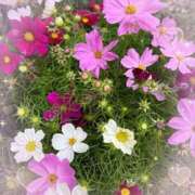 ヒメ日記 2025/10/03 10:20 投稿 マリア マダム錦糸町