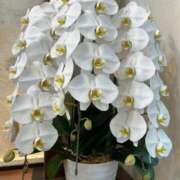 マリア 週末のご予定は？ マダム錦糸町