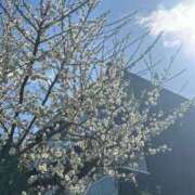 ヒメ日記 2026/02/24 12:06 投稿 ゆずき 渋谷くいーんず