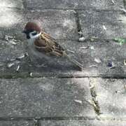 ヒメ日記 2026/01/11 19:14 投稿 まおみ 完熟ばなな梅田