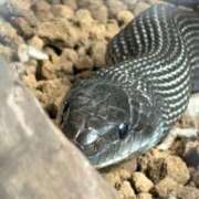 るる こんにちは ベイビーモコ