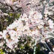 ヒメ日記 2026/03/17 14:02 投稿 ちなみ 横浜人妻花壇本店