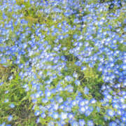 ヒメ日記 2026/01/20 01:13 投稿 のん Kitty(キティー)