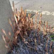 ヒメ日記 2026/04/21 16:56 投稿 かずき クリスタル