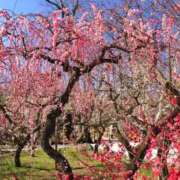 ヒメ日記 2026/03/04 10:50 投稿 アルバレス 鶯谷デッドボール