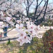 ヒメ日記 2026/03/31 18:59 投稿 アルバレス 鶯谷デッドボール