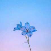 ヒメ日記 2026/01/21 11:19 投稿 如月(きさらぎ) ユカノモリ