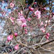 ヒメ日記 2026/01/30 14:10 投稿 如月(きさらぎ) ユカノモリ