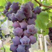 ヒメ日記 2026/03/08 13:48 投稿 如月(きさらぎ) ユカノモリ