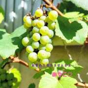 ヒメ日記 2026/09/07 08:10 投稿 あやこ 艶熟妻 京都店
