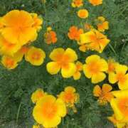 ヒメ日記 2026/04/06 07:17 投稿 あさみ 所沢東村山ちゃんこ