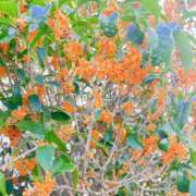 ヒメ日記 2025/10/08 11:48 投稿 新人あめ DRAMA（ドラマ）