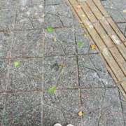 ヒメ日記 2025/10/19 11:06 投稿 新人あめ DRAMA（ドラマ）