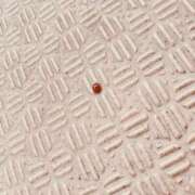 新人あめ どうか、命を守る選択を。 DRAMA（ドラマ）