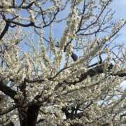 ヒメ日記 2026/03/29 04:09 投稿 らて★純真無垢なロリカワJD★ S級素人清楚系デリヘル chloe