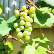 ヒメ日記 2025/09/29 21:03 投稿 琴声（ことこ） フュージョンスパ