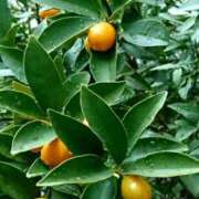 ヒメ日記 2025/12/17 12:47 投稿 琴声（ことこ） フュージョンスパ