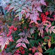 ヒメ日記 2026/01/24 09:01 投稿 琴声（ことこ） フュージョンスパ