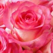 ヒメ日記 2025/12/31 01:00 投稿 かおり[東京] 奥鉄オクテツ神奈川店（デリヘル市場グループ）