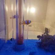 ヒメ日記 2025/11/21 10:57 投稿 あやか 完熟ばなな 立川