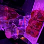 ヒメ日記 2026/01/06 23:54 投稿 ちえ みつばちマーヤZ