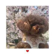 ヒメ日記 2026/03/29 16:07 投稿 じゅり 人妻の蜜