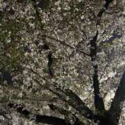 ヒメ日記 2026/04/06 23:42 投稿 じゅり 人妻の蜜