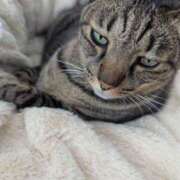 ヒメ日記 2025/11/02 10:30 投稿 猫井 みやこ SUMIRE