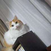 ヒメ日記 2025/11/22 05:46 投稿 猫井 みやこ SUMIRE