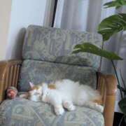 ヒメ日記 2025/11/22 21:13 投稿 猫井 みやこ SUMIRE