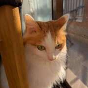 ヒメ日記 2025/12/01 09:12 投稿 猫井 みやこ SUMIRE