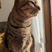 ヒメ日記 2025/12/07 08:45 投稿 猫井 みやこ SUMIRE