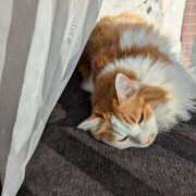 ヒメ日記 2025/12/08 13:00 投稿 猫井 みやこ SUMIRE