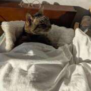 ヒメ日記 2025/12/15 08:39 投稿 猫井 みやこ SUMIRE