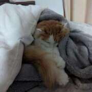 ヒメ日記 2025/12/17 19:13 投稿 猫井 みやこ SUMIRE