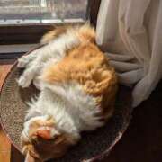 ヒメ日記 2026/01/03 19:09 投稿 猫井 みやこ SUMIRE