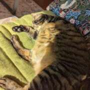 ヒメ日記 2026/01/04 18:14 投稿 猫井 みやこ SUMIRE