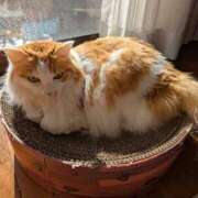 ヒメ日記 2026/01/11 19:34 投稿 猫井 みやこ SUMIRE