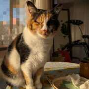 ヒメ日記 2026/01/14 21:06 投稿 猫井 みやこ SUMIRE