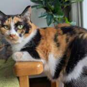 ヒメ日記 2026/01/21 15:38 投稿 猫井 みやこ SUMIRE